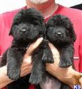 Newfoundland